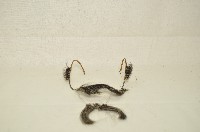 藏品(鬍鬚佩件)的圖片