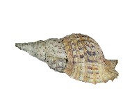 藏品(螺殼)的圖片