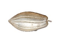 藏品(錦綾堂款銀製木瓜形皿)的圖片