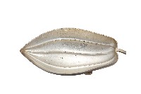 藏品(錦綾堂款銀製木瓜形皿)的圖片