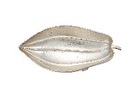 藏品(錦綾堂款銀製木瓜形皿)的圖片