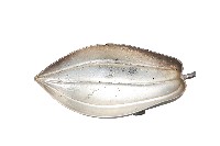 藏品(錦綾堂款銀製木瓜形皿)的圖片