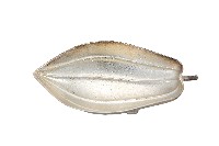 藏品(錦綾堂款銀製木瓜形皿)的圖片