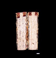 藏品(布農族長衣)的圖片