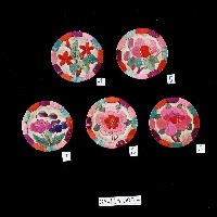 藏品(臺灣客家族群看花)的圖片