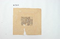 藏品(蓮花錢)的圖片