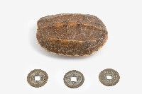 藏品(卜卦龜殼一組)的圖片