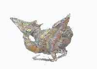 藏品(剪黏)的圖片