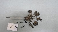 藏品(髮釵)的圖片