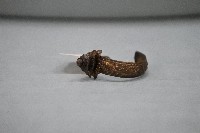 藏品(耳飾)的圖片