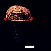 藏品(黑色蝴蝶刺繡童帽)的圖片