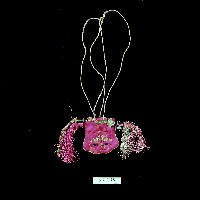 藏品(粉紅色烏龜圖樣刺繡袋)的圖片