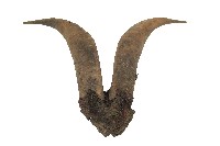 藏品(達悟族羊角)的圖片