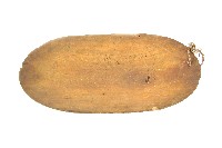 藏品(達悟族木盤)的圖片