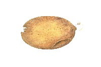 藏品(達悟族木盤)的圖片