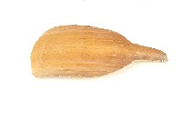 藏品(阿美族檳榔扇)的圖片