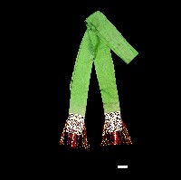 藏品(卑南族綠色腰帶)的圖片