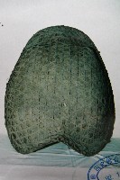 藏品(龜殼披)的圖片