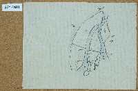 藏品(地圖)的圖片