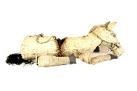 藏品(高蹺陣白馬道具)的圖片