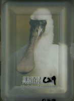 藏品(黑面琵鷺撲克牌)的圖片