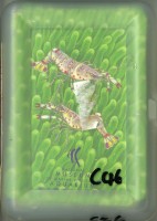 藏品(國立海洋生物博物館魚類撲克牌)的圖片