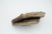 藏品(棒球手套)的圖片