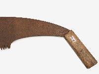 藏品(五齒浪鋸)的圖片