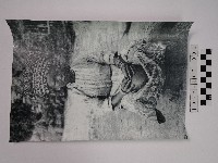 藏品(黃則修攝原住民女童)的圖片