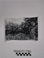 藏品(黃則修攝人頭櫃照片)的圖片