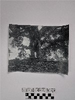 藏品(黃則修攝石板堆與一棵樹)的圖片