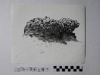 藏品(黃則修攝野柳地景蜂窩岩)的圖片