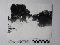 藏品(黃則修攝野柳地景蕈狀岩)的圖片