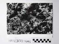 藏品(黃則修攝野柳地景)的圖片