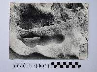 藏品(黃則修攝野柳地景)的圖片