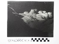 藏品(黃則修攝野柳地景燭臺石)的圖片