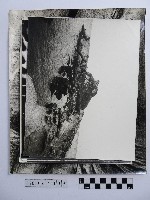 藏品(黃則修攝野柳地景系列照片)的圖片