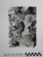 藏品(黃則修攝野柳地景)的圖片