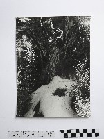 藏品(黃則修攝雪中草)的圖片