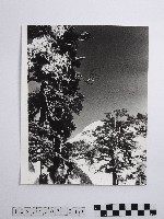 藏品(黃則修攝合歡主峰的冰樹)的圖片