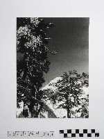 藏品(黃則修攝合歡主峰的冰樹)的圖片