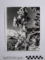 藏品(黃則修攝合歡主峰的冰樹)的圖片