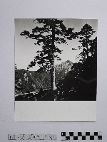 藏品(黃則修攝參天古木)的圖片