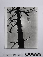 藏品(黃則修攝冰樹迎曦)的圖片