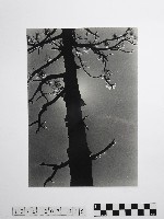 藏品(黃則修攝冰樹迎曦)的圖片