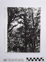 藏品(黃則修攝蔽天的原始林)的圖片