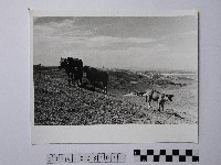 藏品(黃則修攝牛群)的圖片