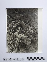 藏品(黃則修攝野柳地景)的圖片