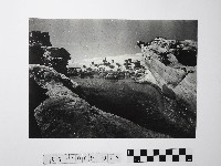 藏品(黃則修攝野柳地景)的圖片