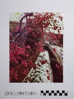 藏品(黃則修攝梅花)的圖片